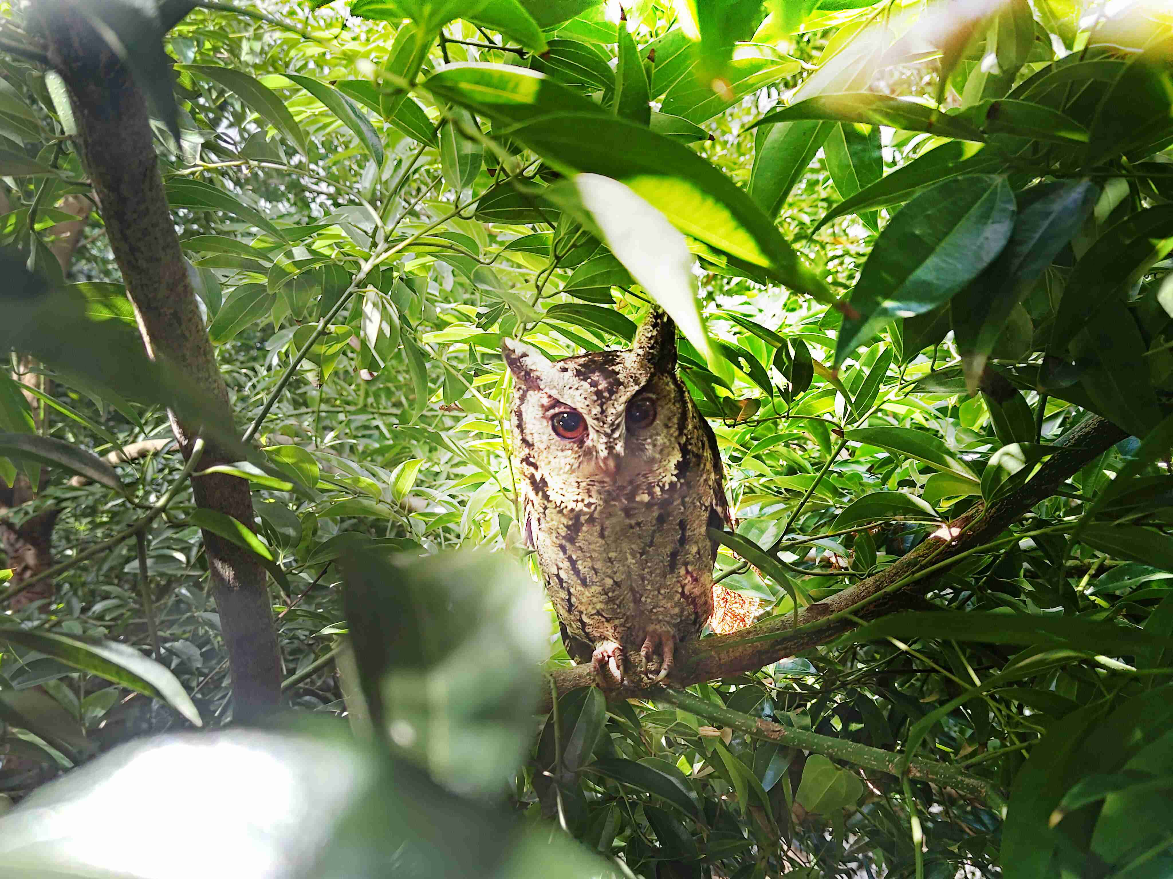 红龙扑克致力提倡净零绿生活，，，16年以来在全球各厂区植树逾百万棵，，造就各厂区树木蔚然成林，，，犹如森林工厂，，，成为许多生物的栖息地
